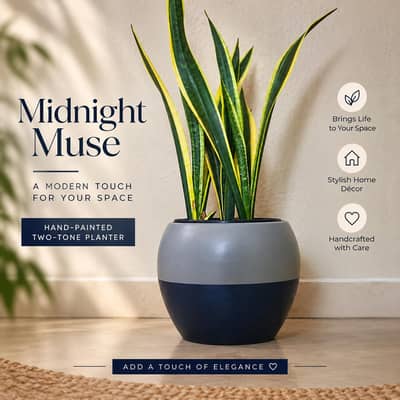 Planters and Pots. Snake plant