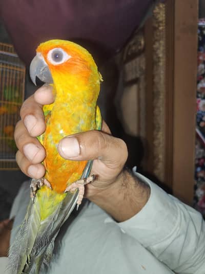 sami tame Sun conure parrot pair