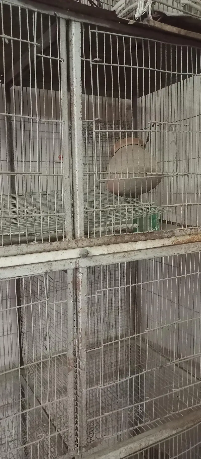 8 partition mazbood cage — photo 3