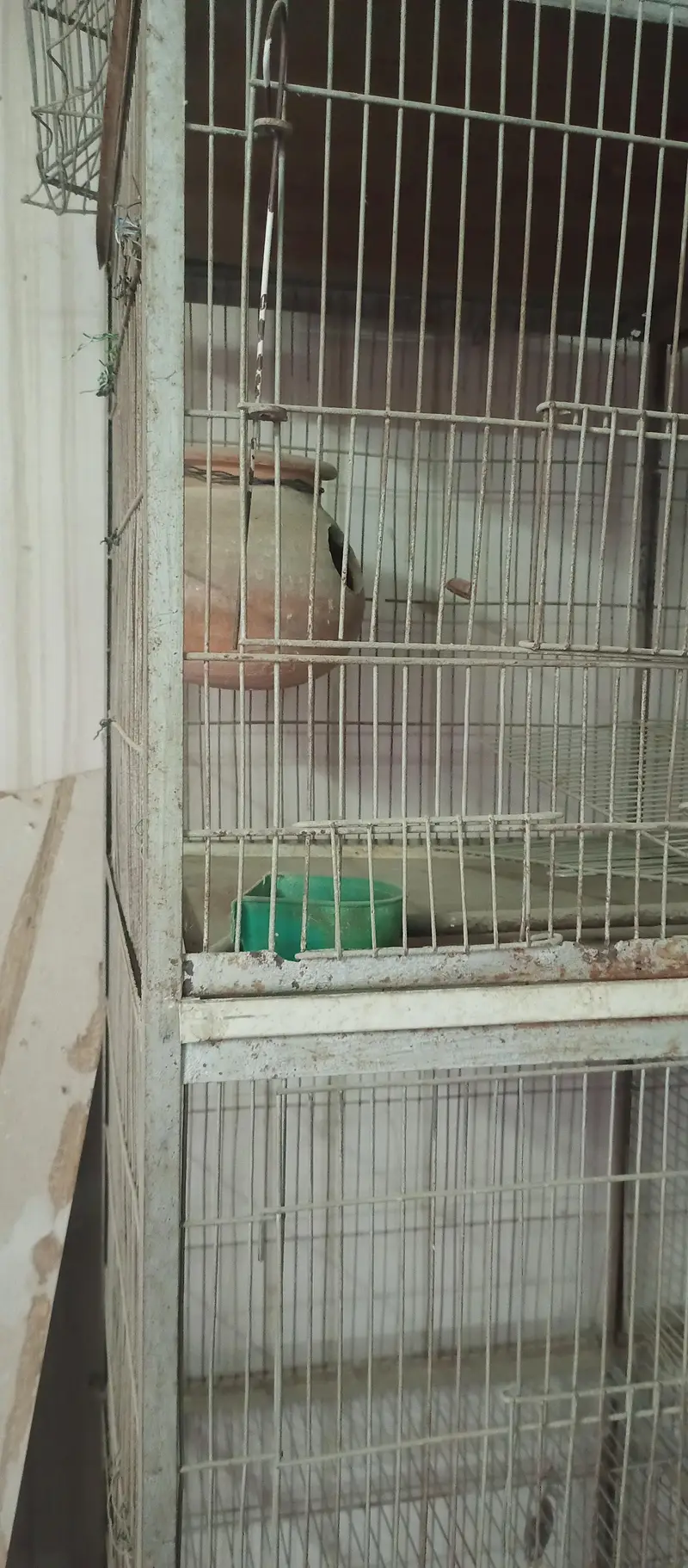 8 partition mazbood cage — photo 4