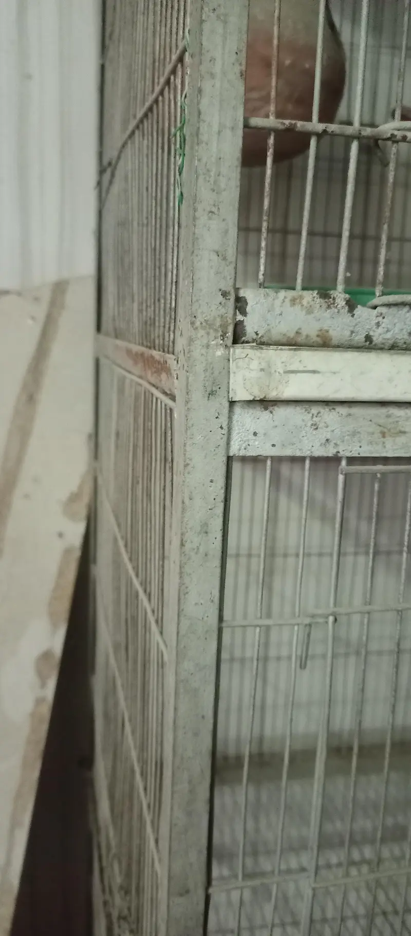 8 partition mazbood cage — photo 5