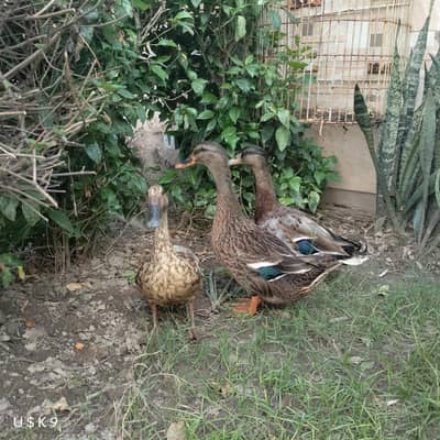 Quality Trio Ducks