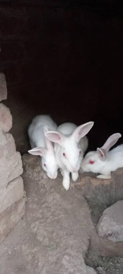 duck and rabbit