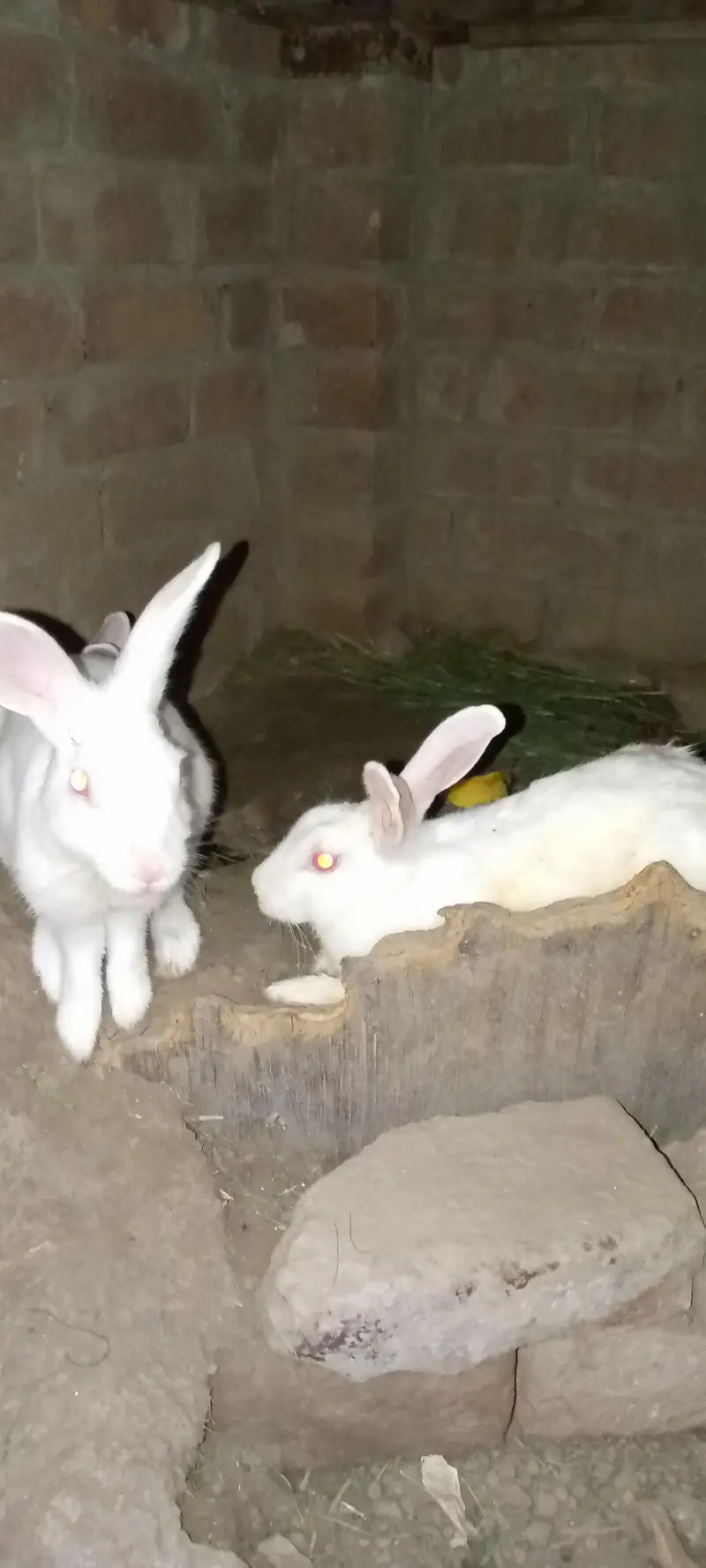 duck and rabbit — photo 4