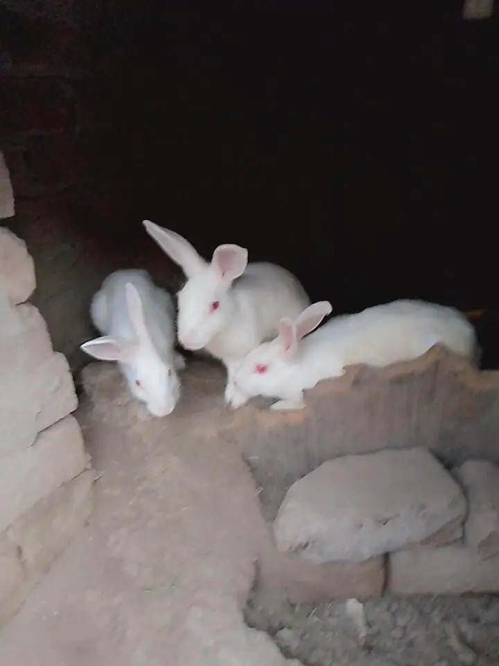 duck and rabbit — photo 5