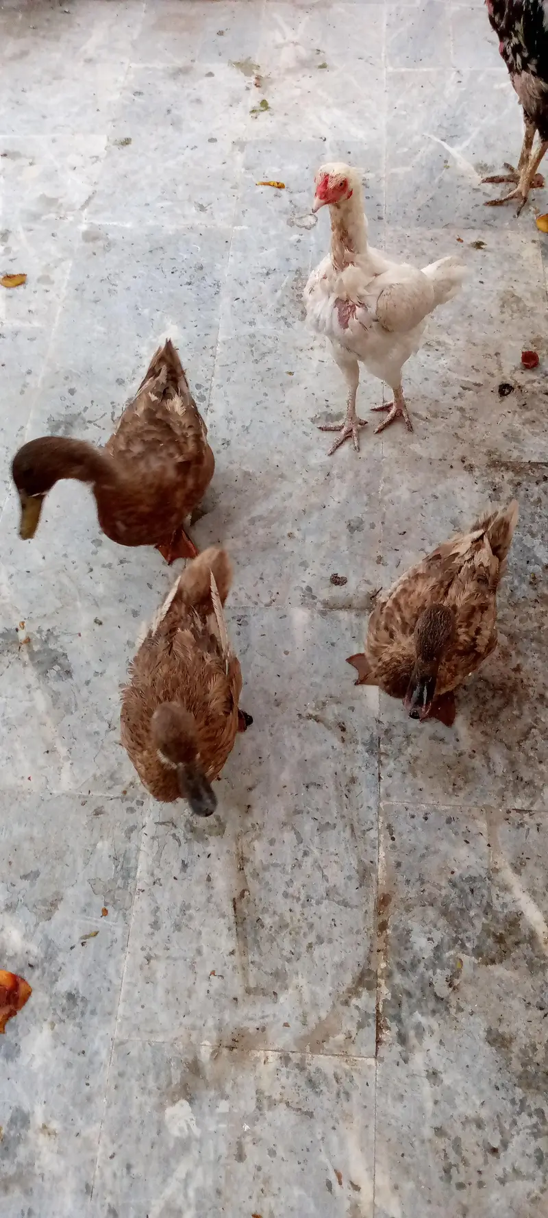duck and rabbit — photo 7