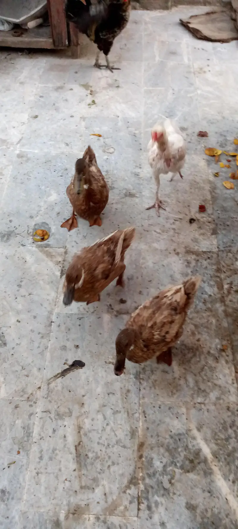 duck and rabbit — photo 8