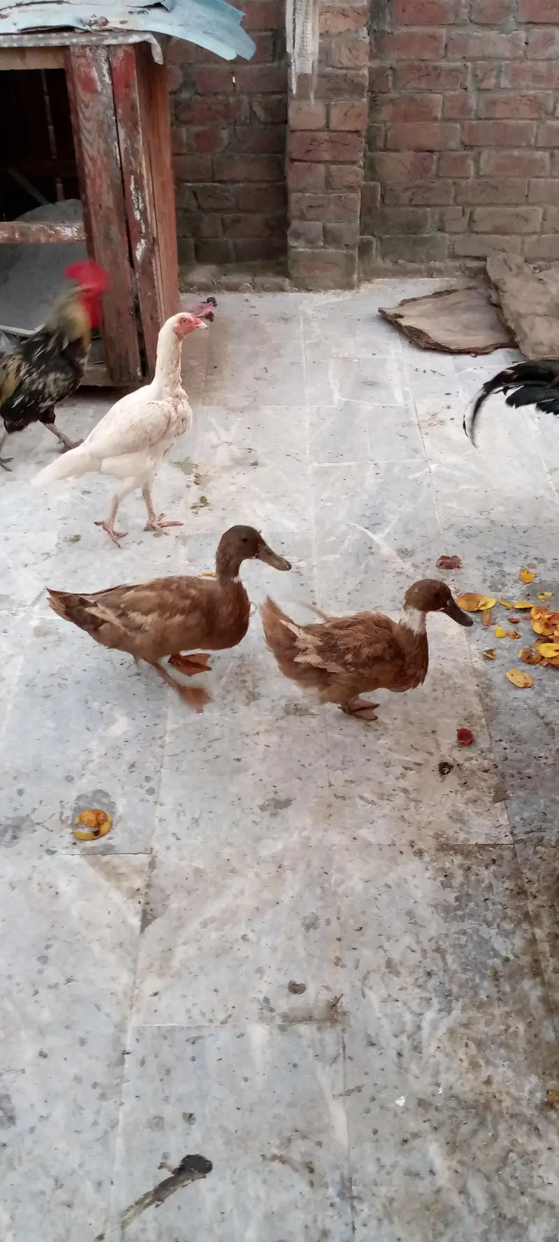 duck and rabbit — photo 9