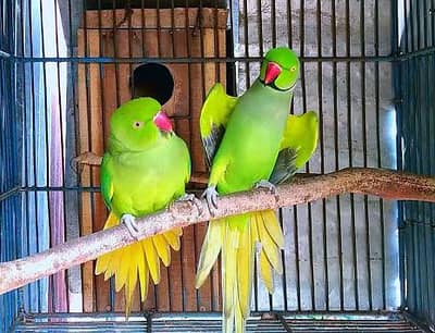 100% breader pair