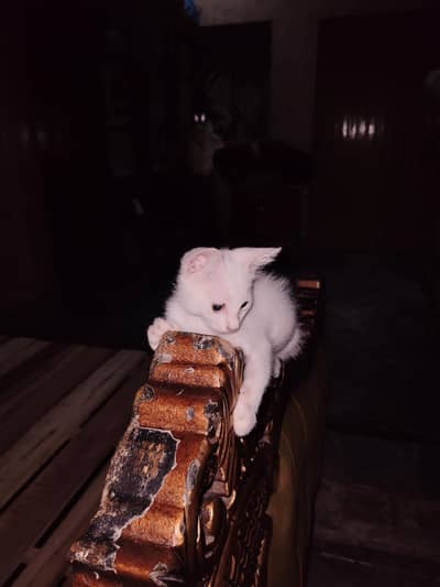 For sale Persian cat  To color eyes