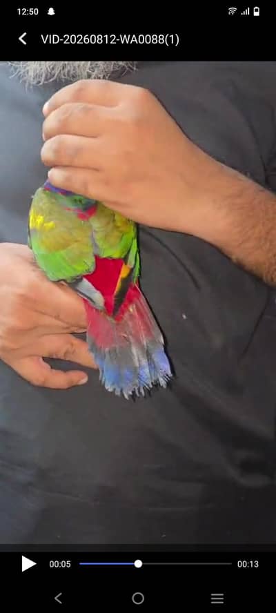 black cap lorry handtamed lorries lorikeet