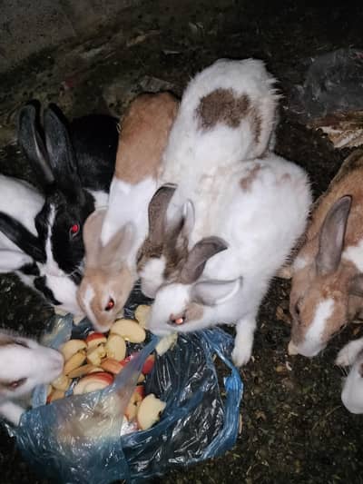 rabbits