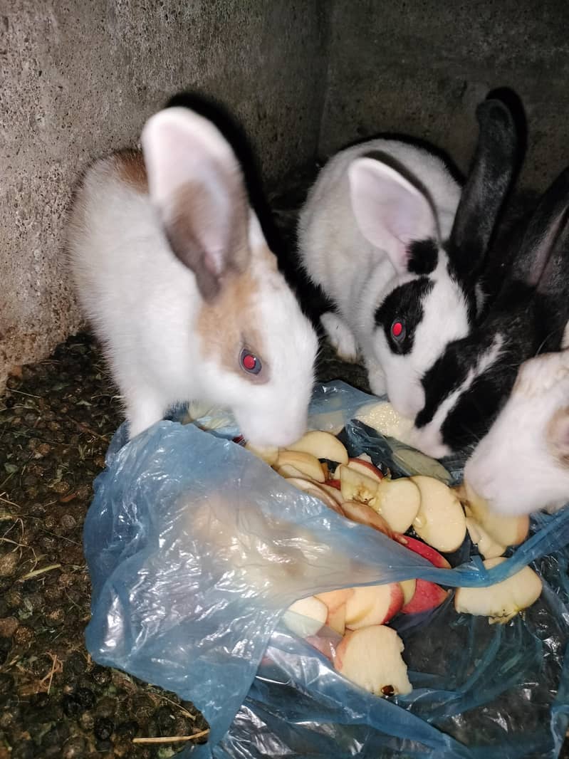 rabbits 1