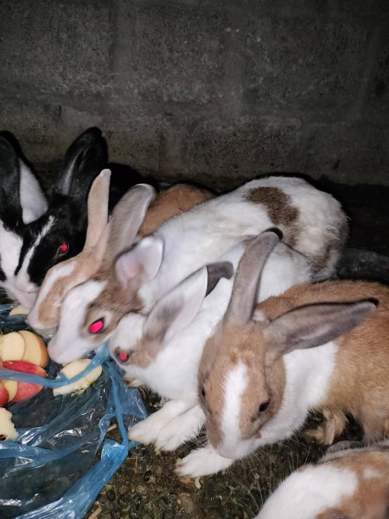 rabbits 2