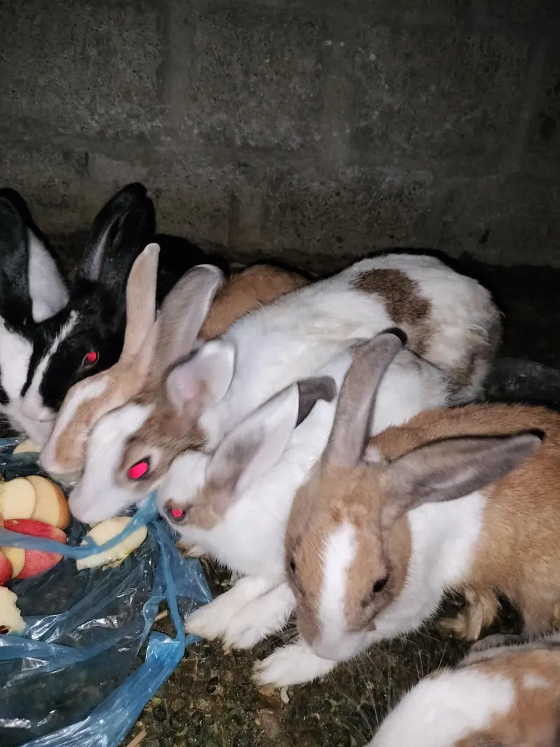 rabbits — photo 3
