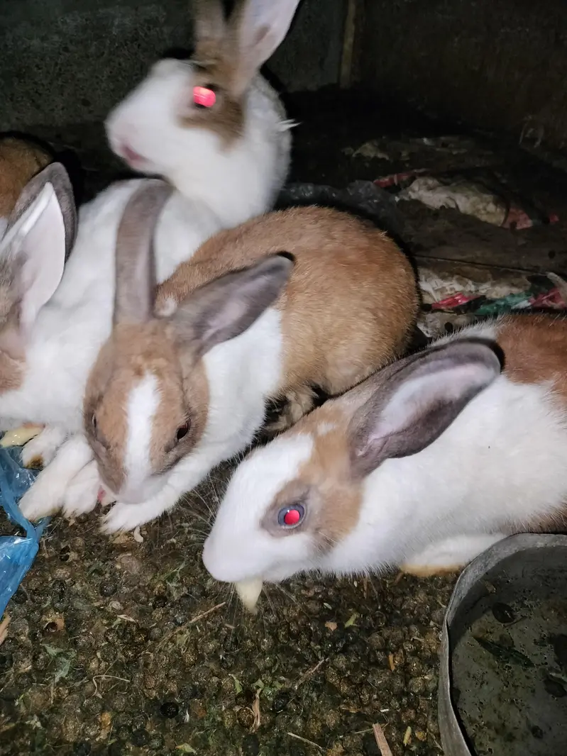 rabbits — photo 4