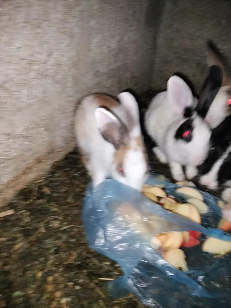 rabbits — photo 5