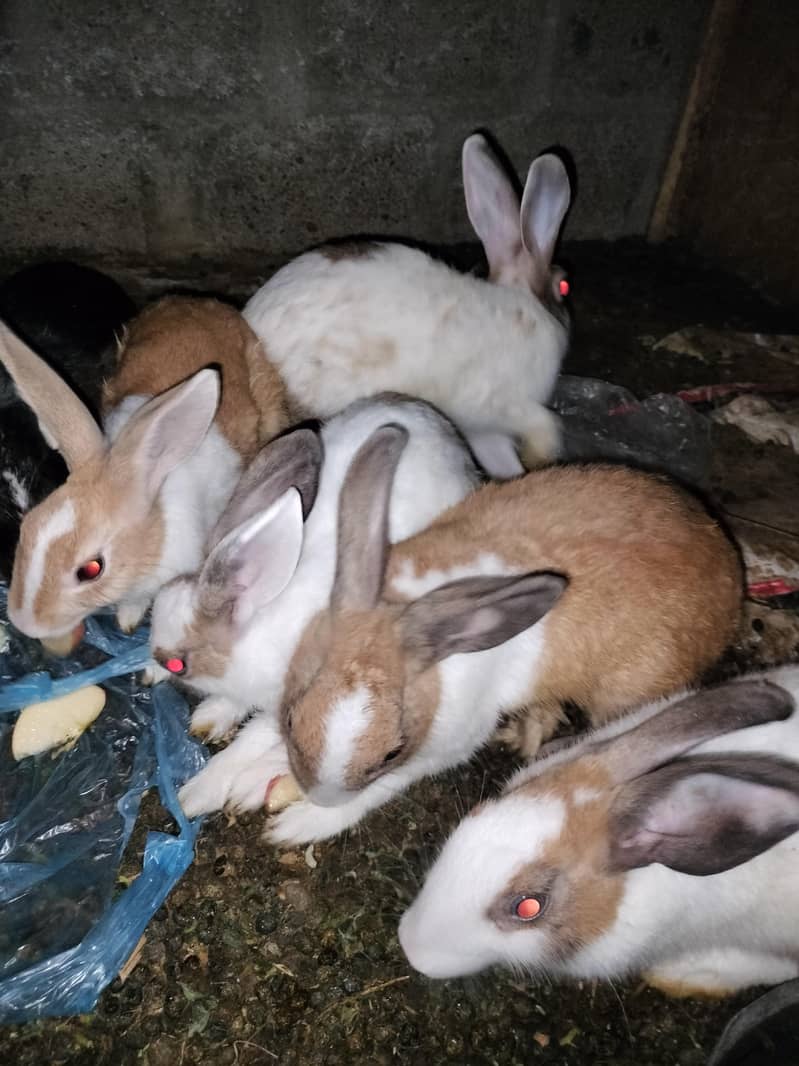 rabbits 5