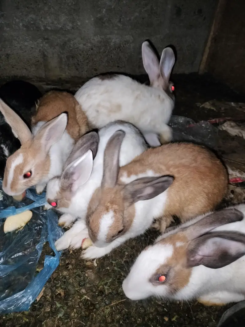 rabbits — photo 6