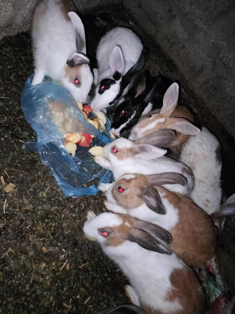 rabbits 6