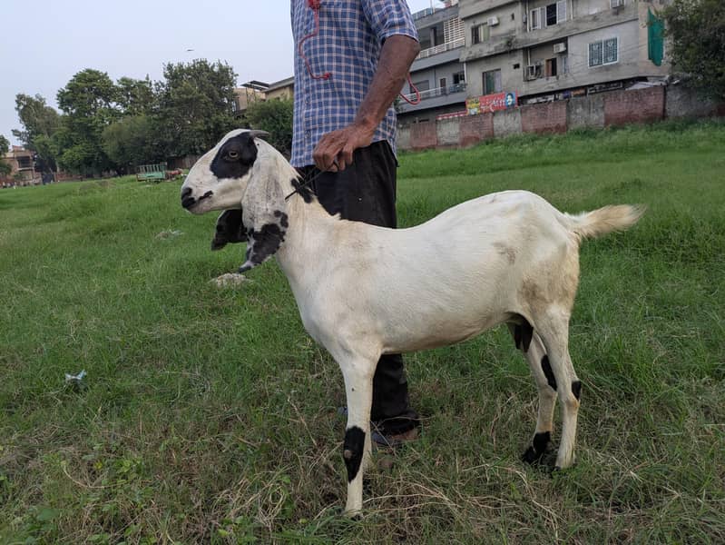 goats 0