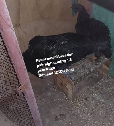 High quality Rosters & hens available for sale.