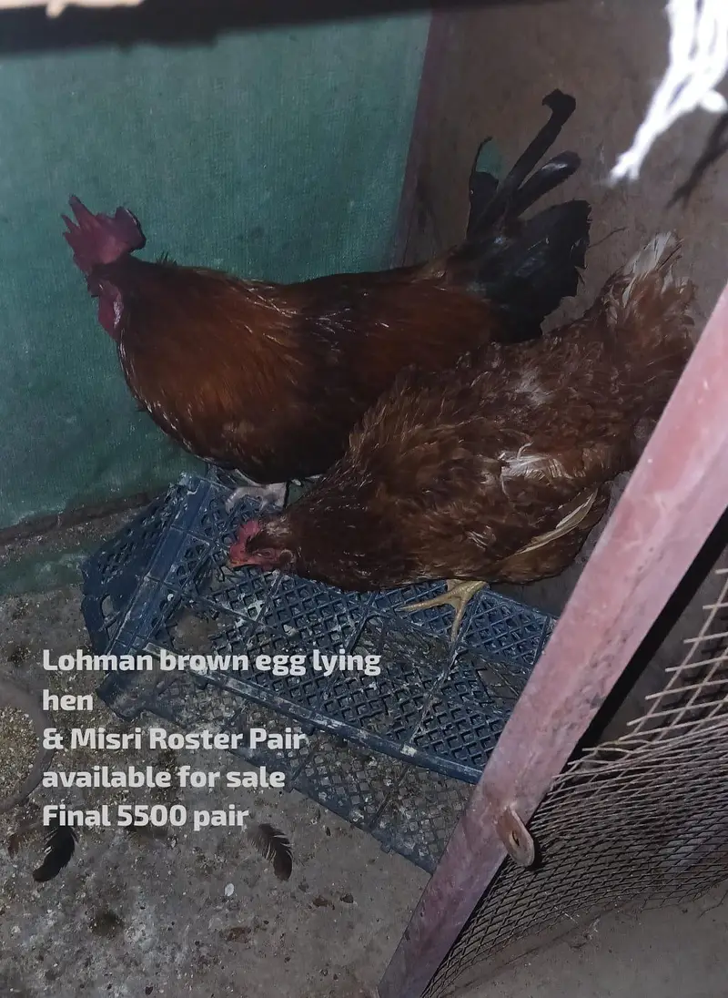 High quality Rosters & hens available for sale. — photo 2