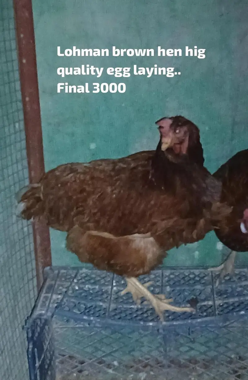 High quality Rosters & hens available for sale. — photo 3