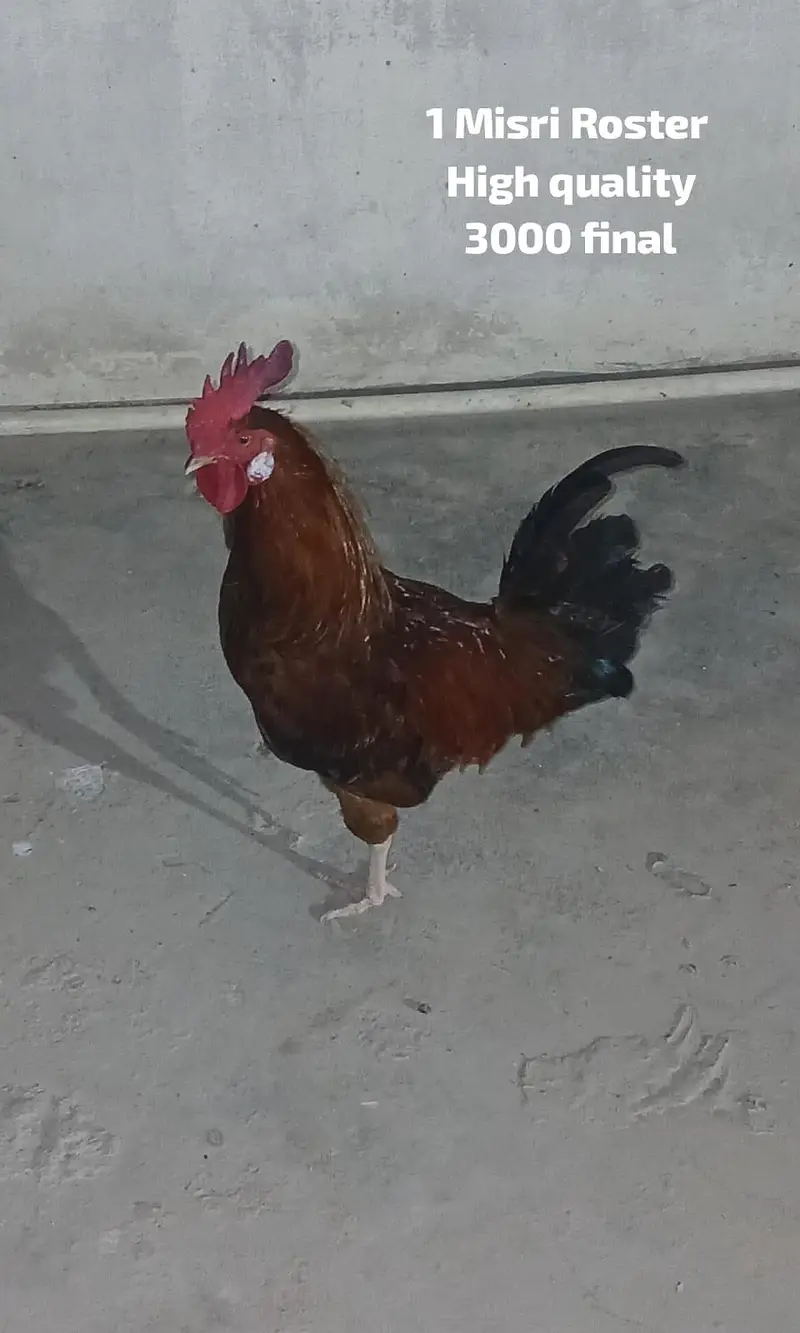 High quality Rosters & hens available for sale. — photo 4