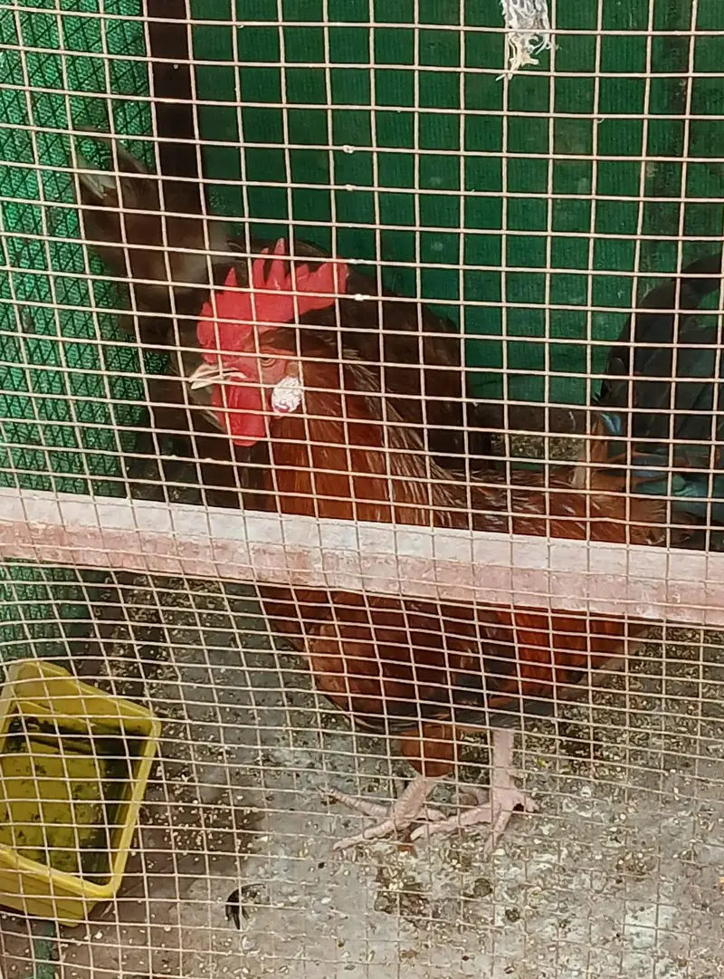 High quality Rosters & hens available for sale. — photo 5