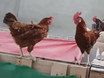 High quality Rosters & hens available for sale. — photo 6