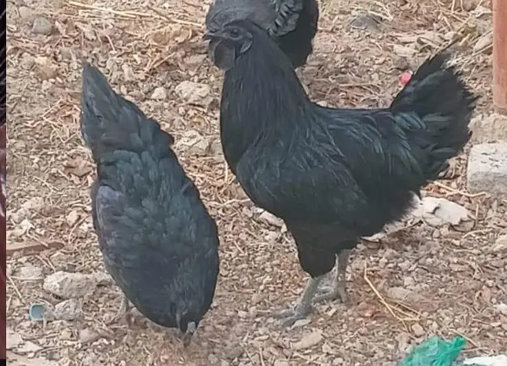High quality Rosters & hens available for sale. — photo 7