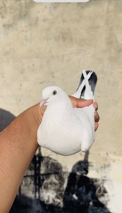 High flying pigeons par pcs price