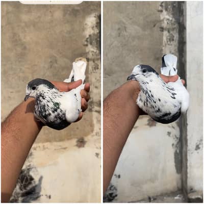 High flying pigeons
