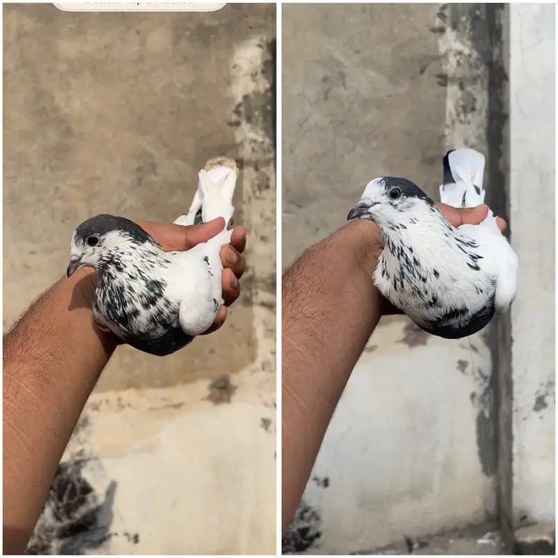 High flying pigeons par pcs price — photo 2