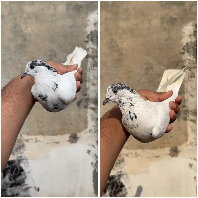 High flying pigeons par pcs price — photo 3
