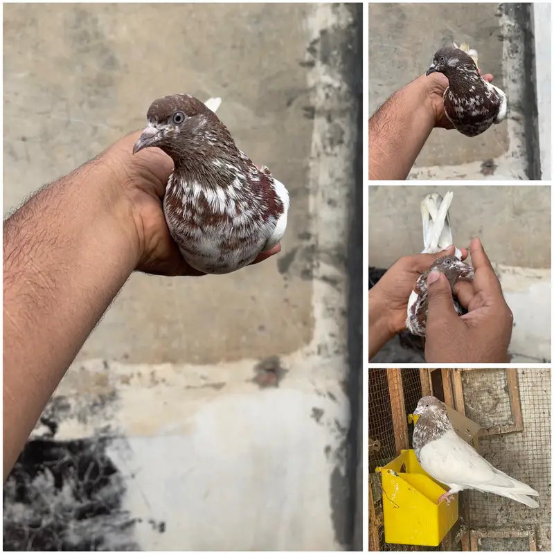 High flying pigeons par pcs price — photo 5
