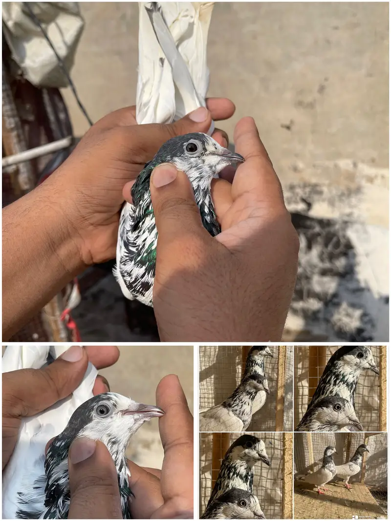 High flying pigeons par pcs price — photo 6