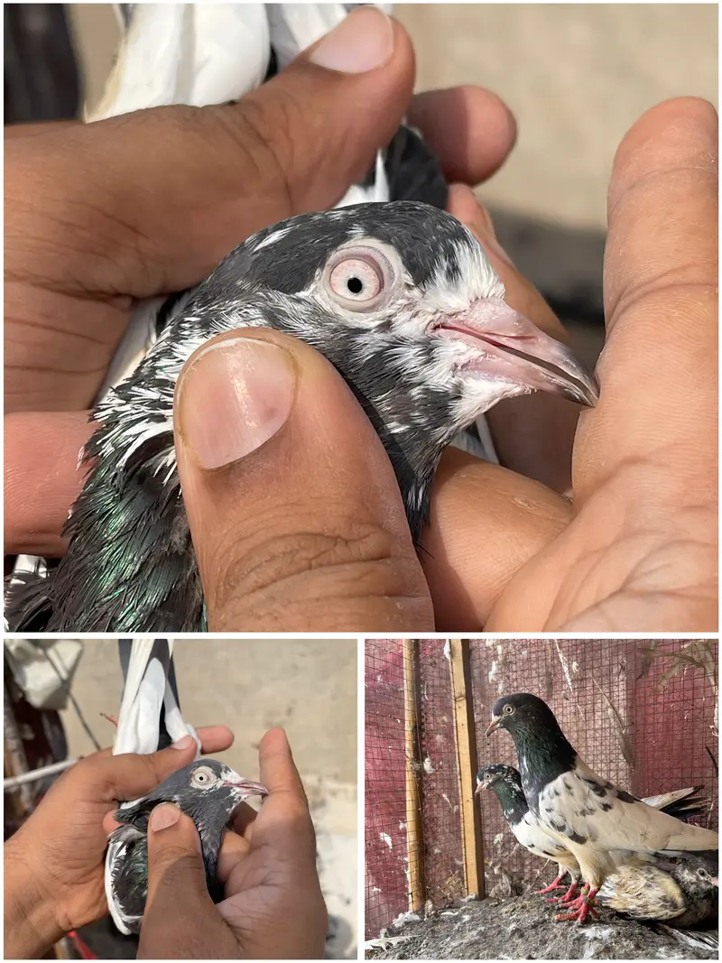 High flying pigeons par pcs price — photo 7