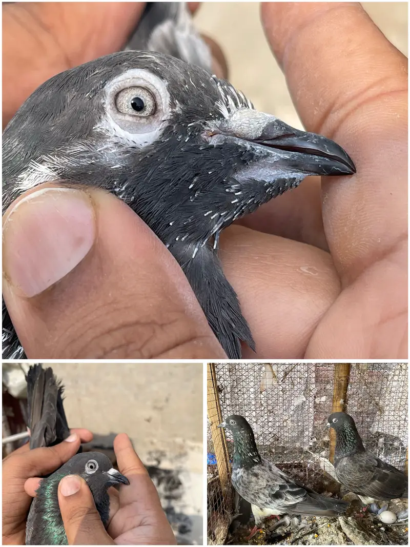 High flying pigeons par pcs price — photo 8