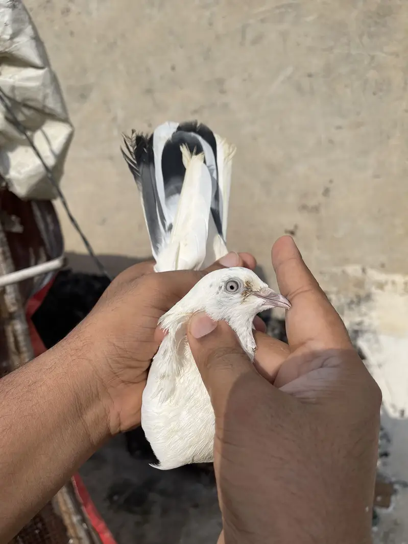 High flying pigeons par pcs price — photo 9