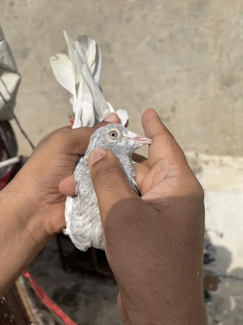 High flying pigeons par pcs price — photo 10