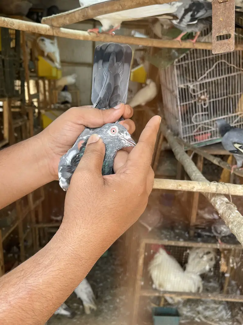 High flying pigeons par pcs price — photo 11