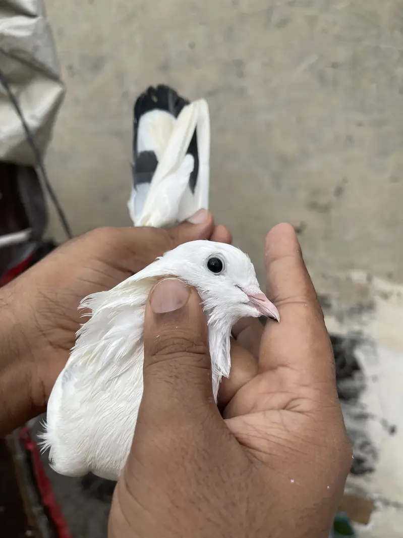 High flying pigeons par pcs price — photo 12