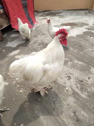 Bantum Hens for sale 0333-6132125