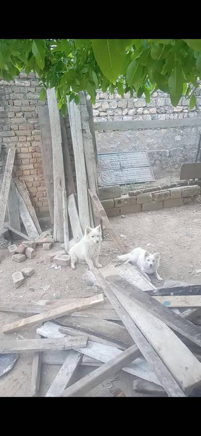 pure russian dog