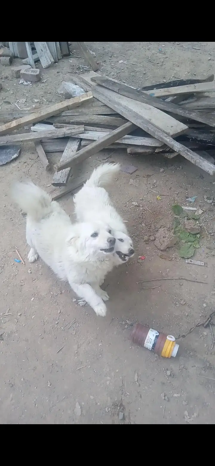 pure russian dog — photo 2