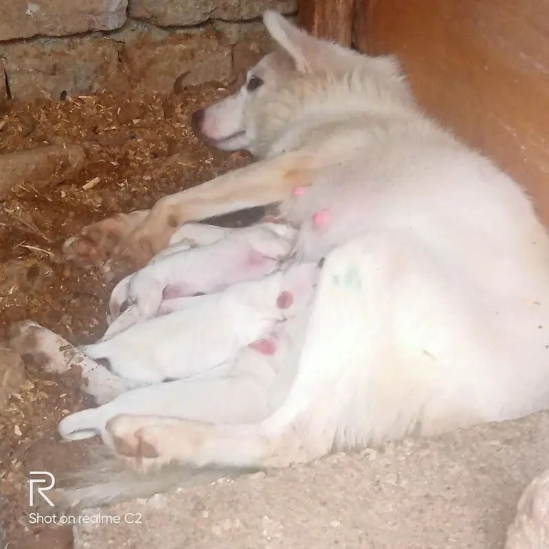 pure russian dog — photo 3