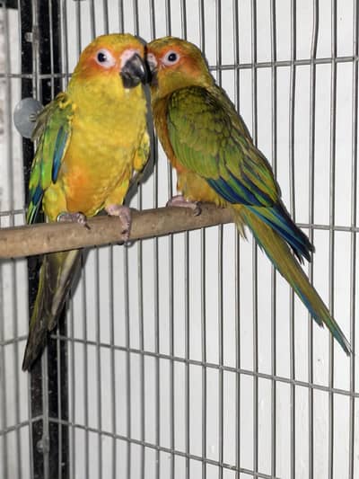 SUNCUNORE 8 months pair