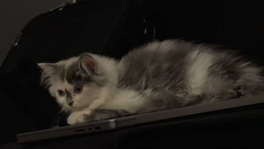 Persian female calico kitten